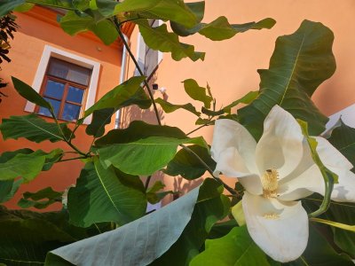 Magnolia macrophylla - šácholan velkolistý 